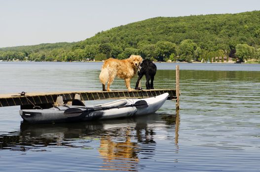 Dogs on the dock with kayak in the foreground and scenic river in the background