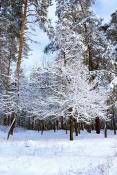 Winter forest- snow and beautiful icy trees