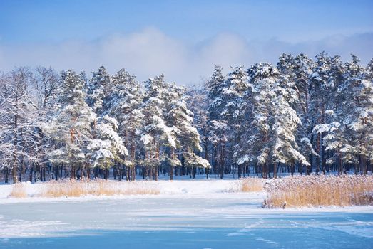 Winter forest landscape with frosty pond 