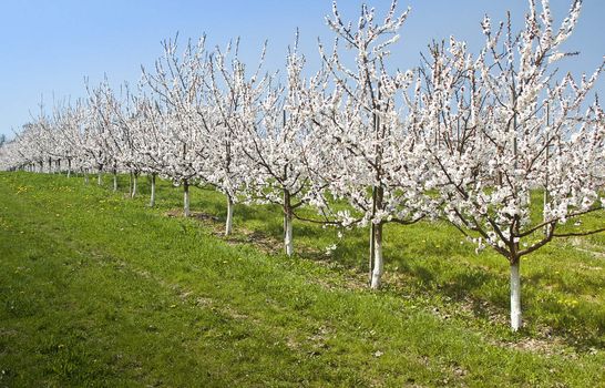 Cherry Trees in a row with pink blossom