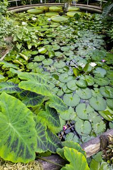 Botanical Garden Na Slupi, Prague, Czech Republic