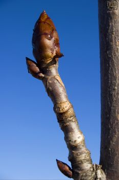 close up bud of tree at early spring