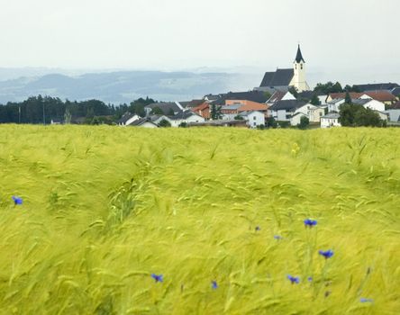 Village in upper austria with cornfield in foreground