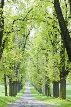 spring alley