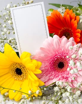 Gerberas isolated on white