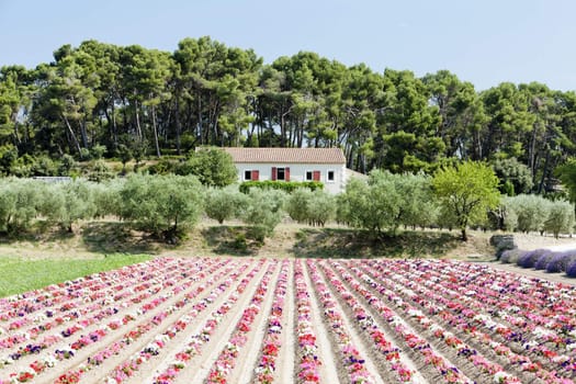 flower field, Provence, France