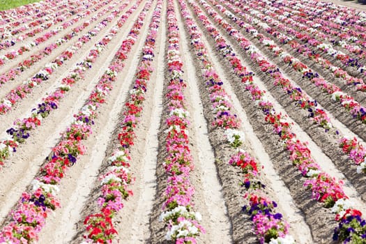 flower field, Provence, France