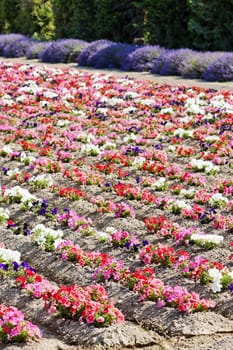 flower field, Provence, France