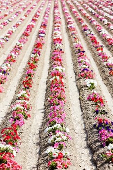 flower field, Provence, France
