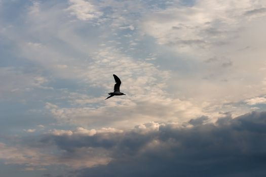 Silhouette of the seagull of a thundercloud flying aside