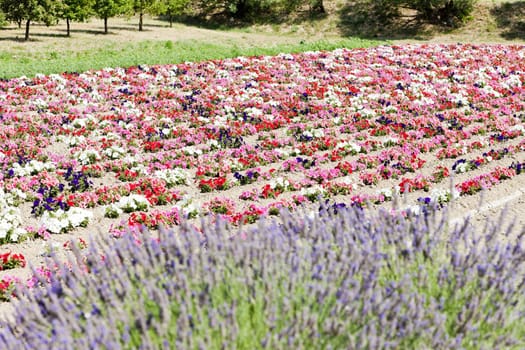 flower field and lavenders, Provence, France