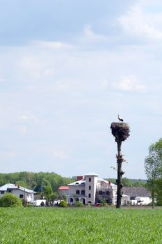 Bird the Stork on background of the blue sky