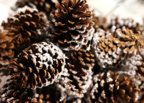 Pine cones in snow on a tree of fur-tree