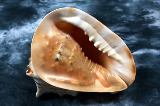 Cockleshells from ocean on an abstract background