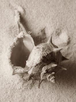 The image of a cockleshell close-up on sand
