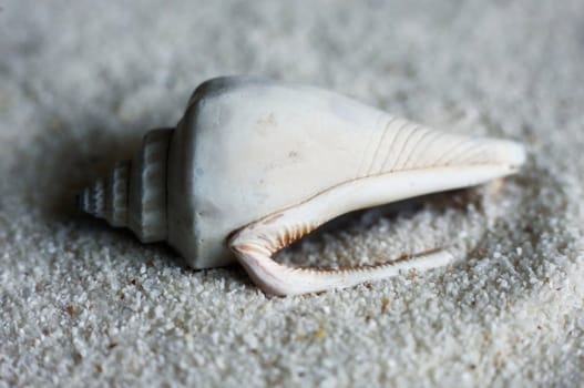 The image of a cockleshell close-up on sand