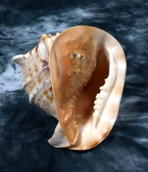 Cockleshells from ocean on an abstract background