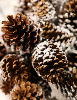Pine cones in snow on a tree of fur-tree