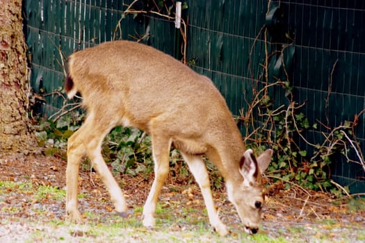 Deer eating grass