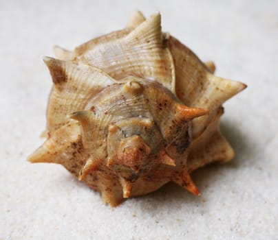 The image of a cockleshell close-up on sand