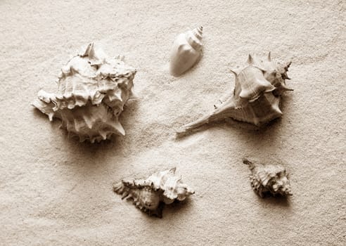 The image of a cockleshell close-up on sand