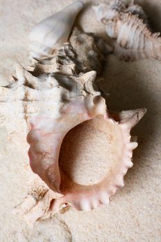 The image of a cockleshell close-up on sand