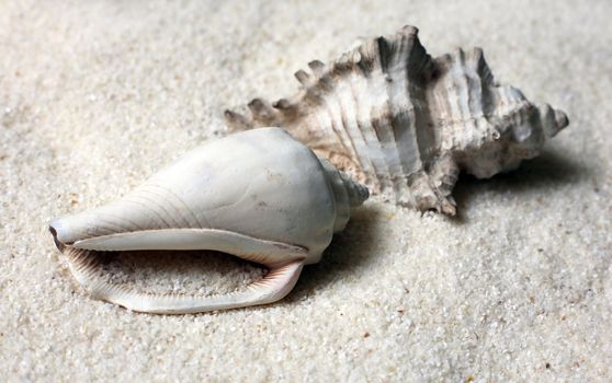 The image of a cockleshell close-up on sand