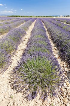 lavender field, Plateau de Valensole, Provence, France