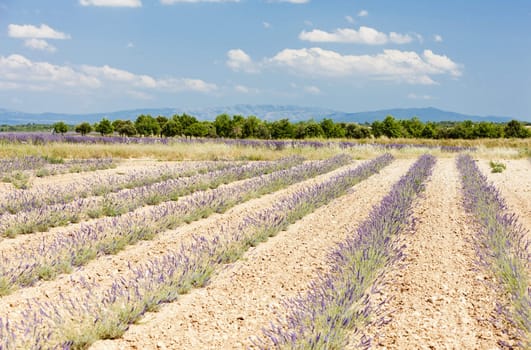 lavender field, Plateau de Valensole, Provence, France