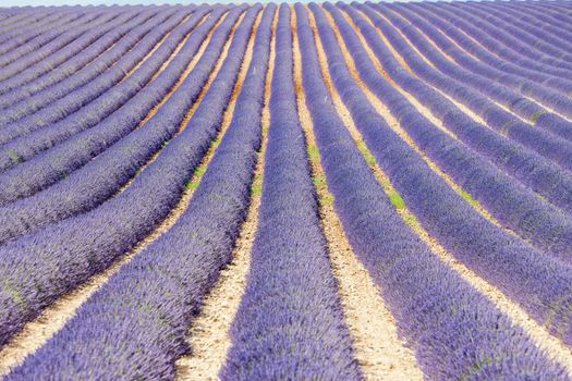 lavender field, Plateau de Valensole, Provence, France