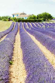 lavender field, Plateau de Valensole, Provence, France
