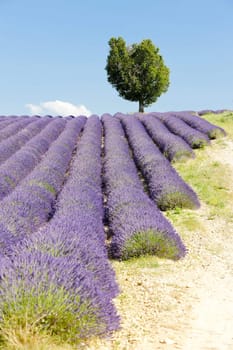 lavender field, Plateau de Valensole, Provence, France