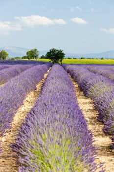 lavender field, Plateau de Valensole, Provence, France