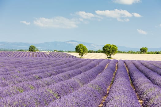 lavender field, Plateau de Valensole, Provence, France