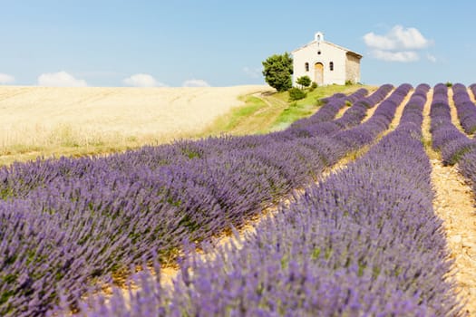 chapel with lavender and grain fields, Plateau de Valensole, Provence, France