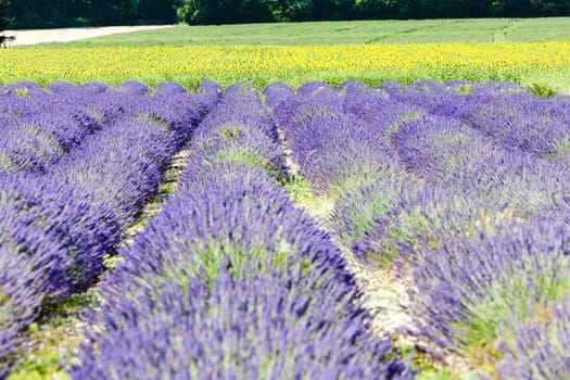 lavender and sunflower fields, Provence, France