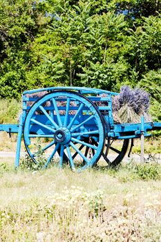 cart with lavenders, Provence, France
