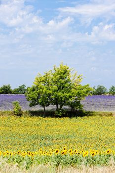 sunflower and lavender fields with a tree, Plateau de Valensole, Provence, France