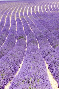 lavender field, Plateau de Valensole, Provence, France