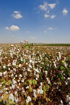 Ripe Cotton Bolls On Branch Ready For Harvests