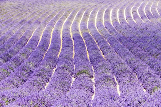 lavender field, Plateau de Valensole, Provence, France