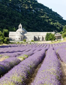 Senanque abbey with lavender field, Provence, France