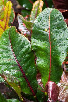 gorgeous Croton (Codiaeum variegatum) plant with water drops after tropical storm in Antigua