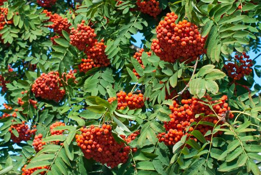 Ripe rowan berries on tree