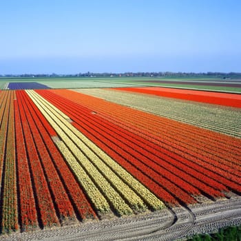 tulip field, Netherlands
