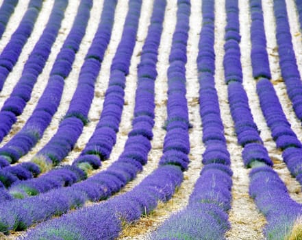 lavender field, Provence, France