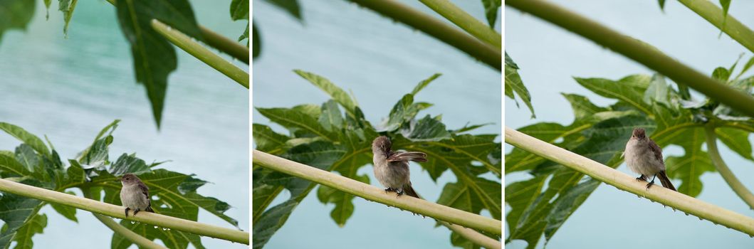 Caribbean Elaenia (Elaenia martinica) bird sitting on a papaya tree branch, Antigua (Caribbean)