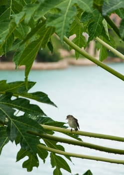 Caribbean Elaenia (Elaenia martinica) bird sitting on a papaya tree branch, Antigua (Caribbean)