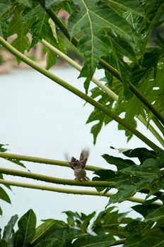 Caribbean Elaenia (Elaenia martinica) bird starting to take off of a papaya tree branch, Antigua (Caribbean)