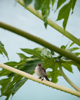 Caribbean Elaenia (Elaenia martinica) bird sitting on a papaya tree branch, Antigua (Caribbean)